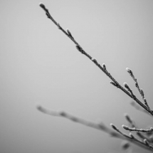 MR9A1157_(1280_x_1024)
