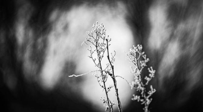 Frost im HYC Januar 2022