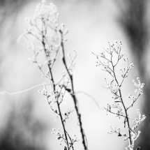 MR9A1165_(1280_x_1024)